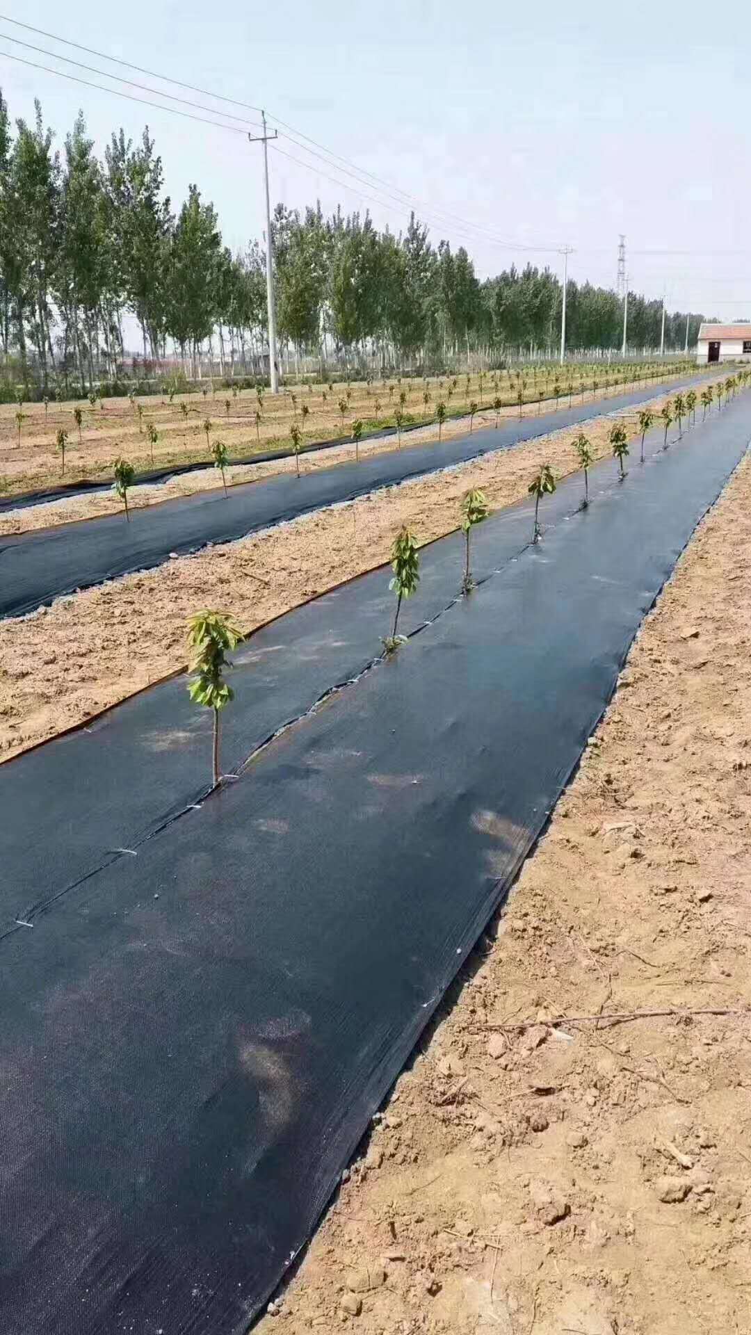 025mm養(yǎng)藕防滲膜